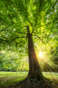 Bild-Nr: 11754494 Grüner Baum im sonnigen Wald  Erstellt von: eyetronic