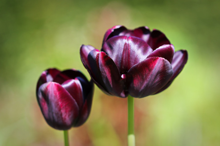 Bild-Nr: 11754664 Tulpenblüten Erstellt von: falconer59