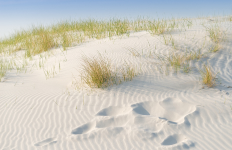 Bild-Nr: 11755200 In den Dünen von Amrum Erstellt von: Michael Rechter