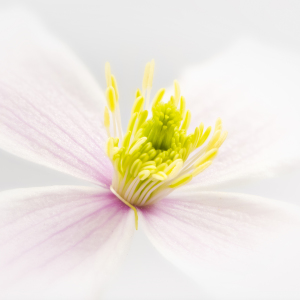 Bild-Nr: 11756434 CLEMATIS 2 Erstellt von: DenisFeiner