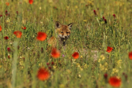 Bild-Nr: 11756746 Füchslein im Mohn Erstellt von: Uwe Fuchs