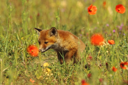 Bild-Nr: 11756752 kleiner Rotfuchs im Mohnfeld Erstellt von: Uwe Fuchs