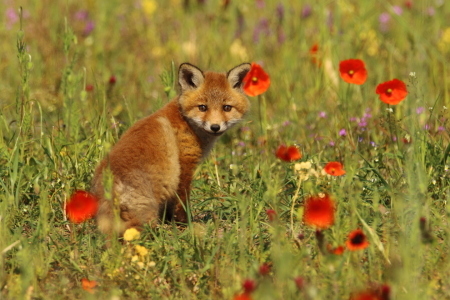 Bild-Nr: 11756990 Füchslein mit Mohn im Haar Erstellt von: Uwe Fuchs