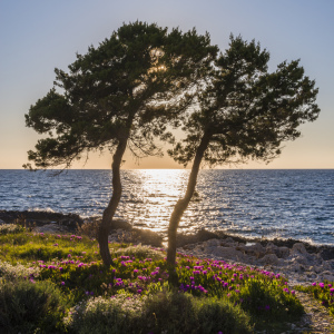 Bild-Nr: 11759328 TREES IN SQUARE Erstellt von: DenisFeiner