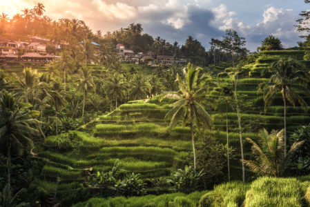 Bild-Nr: 11759628 Bali - Ubud Reisfelder Erstellt von: Jean Claude Castor