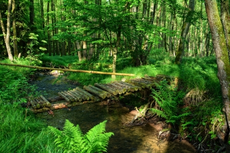 Bild-Nr: 11759740 Alte Wald - Brücke Erstellt von: Claudia Evans