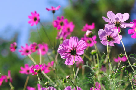 Bild-Nr: 11759816 Wiesenblumen Erstellt von: Terra-one