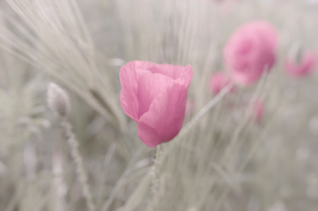 Bild-Nr: 11760042 Rosa Mohnblume im Sommer Erstellt von: Tanja Riedel