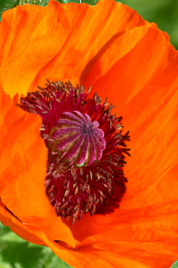 Bild-Nr: 11763982 Mohn ganz nah Erstellt von: falconer59