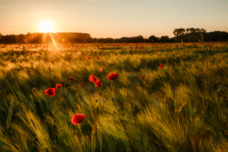 Bild-Nr: 11764238 Mohn im Sommerwind Erstellt von: Ursula Reins