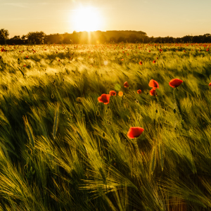 Bild-Nr: 11764412 Mohn im Sommerwind   -1- Erstellt von: Ursula Reins