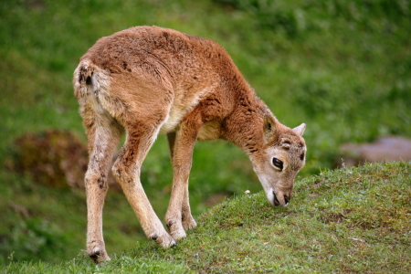 Bild-Nr: 11764926 junges Mufflon Erstellt von: GUGIGEI