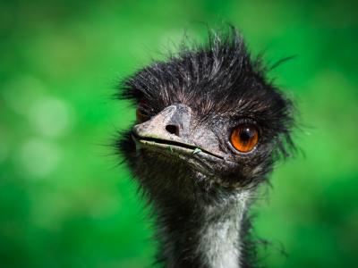 Bild-Nr: 11766002 Emu  Dromaius novaehollandiae Erstellt von: Richard-Young