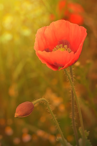 Bild-Nr: 11766192 Mohnblume Erstellt von: zwergl0611