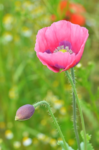 Bild-Nr: 11766478 Rosa Mohnblüte Erstellt von: zwergl0611