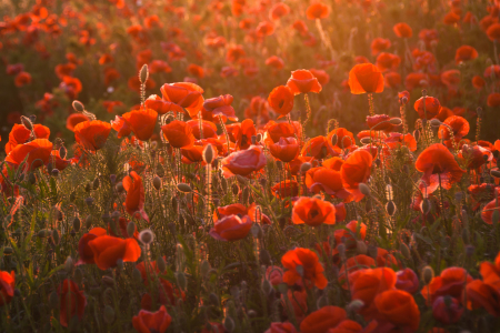 Bild-Nr: 11766564 Mohnblüten Erstellt von: Steffen Gierok