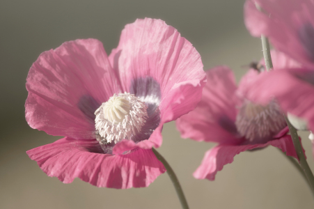 Bild-Nr: 11768348 Rosa Mohnblumen Erstellt von: Tanja Riedel