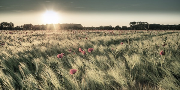Bild-Nr: 11768376 cool poppies Erstellt von: Ursula Reins