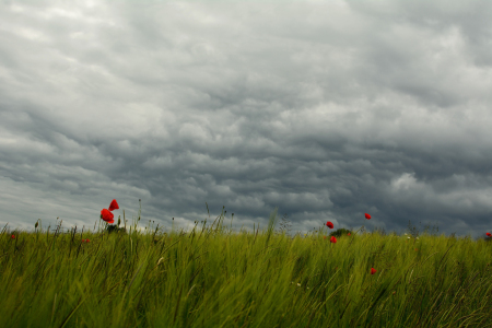 Bild-Nr: 11769256 Mohn Erstellt von: KundenNr-318316