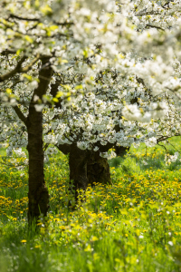 Bild-Nr: 11770082 Fränkische Kirschblüte  Erstellt von: TomKli