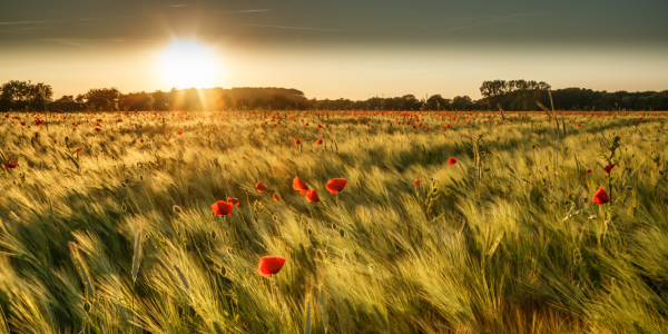 Bild-Nr: 11770296 Mohn im Sommerwind Erstellt von: Ursula Reins