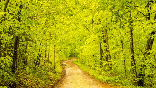 Bild-Nr: 11770692 Waldweg Erstellt von: Walter G. Allgöwer