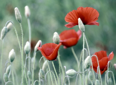 Bild-Nr: 11770736 Mohn - dezent Erstellt von: GUGIGEI