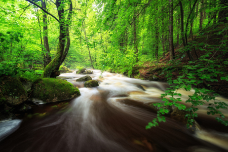 Bild-Nr: 11771130 Wasserlauf im Wald bei Regen Erstellt von: Oliver Henze