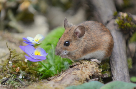 Bild-Nr: 11771566 Maus im Garten Erstellt von: GUGIGEI