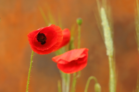 Bild-Nr: 11771778 Mohn nach dem Regen Erstellt von: Uwe Fuchs