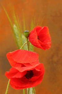 Bild-Nr: 11771780 Mohn im Regen Erstellt von: Uwe Fuchs