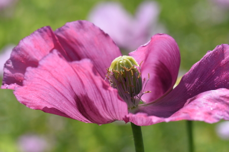 Bild-Nr: 11773354 schlafmohnblüte Erstellt von: Ralf Nemeth