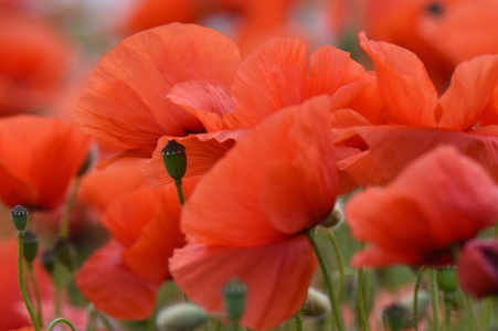 Bild-Nr: 11773388 roter Mohn Erstellt von: Ralf Nemeth