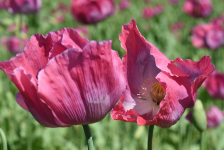 Bild-Nr: 11773408 mohnblüten Erstellt von: Ralf Nemeth