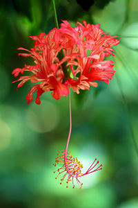 Bild-Nr: 11775264 Hibiscus schizopetalus Erstellt von: falconer59