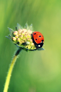 Bild-Nr: 11775280 --- Marienkäfer --- Erstellt von: GUGIGEI