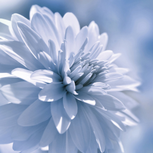 Bild-Nr: 11775342 Dahlie Blau Erstellt von: Atteloi
