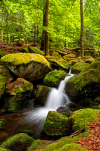 Bild-Nr: 11775862 Wald Wasserfall Schwarzwald Wildbach Erstellt von: Thomas Herzog