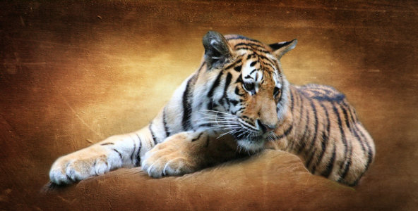 Bild-Nr: 11777618 Tiger 3Texturarbeit Erstellt von: Heike  Hultsch