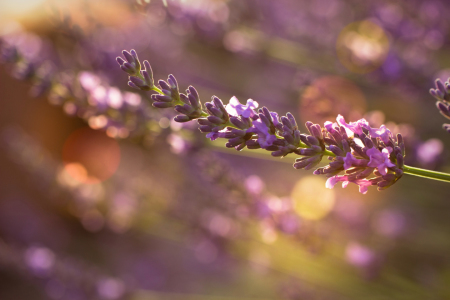 Bild-Nr: 11778514 Lavendel Erstellt von: DagmarMarina