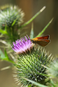 Bild-Nr: 11780482 Brauner Waldvogel Erstellt von: pixelklaus