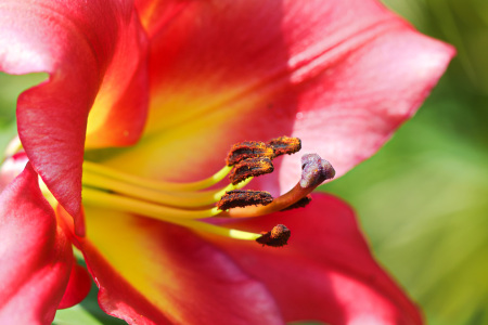 Bild-Nr: 11781330 Lilienblüte Erstellt von: falconer59