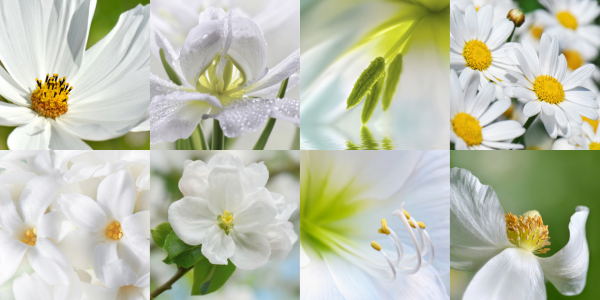 Bild-Nr: 11782398 Blumen Collage Erstellt von: Atteloi