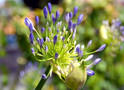 Bild-Nr: 11782500 Agapanthus Erstellt von: GUGIGEI