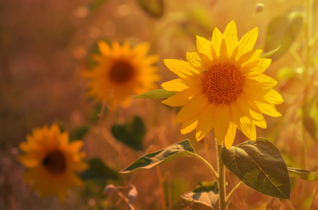 Bild-Nr: 11783966 Sonnenblumen Erstellt von: zwergl0611