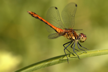 Bild-Nr: 11784192 Libelle Erstellt von: hunzitho