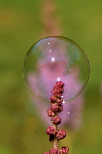 Bild-Nr: 11785410 Seifenblase auf Astilbe Erstellt von: MoNoir