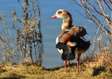 Bild-Nr: 11785768 NILGANS Erstellt von: GUGIGEI