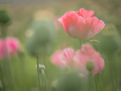 Bild-Nr: 11786454 Schlafmohn Erstellt von: boegau-photography