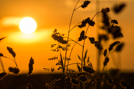 Bild-Nr: 11787200 Sonnenuntergang am Wegesrand Erstellt von: KundenNr-320926